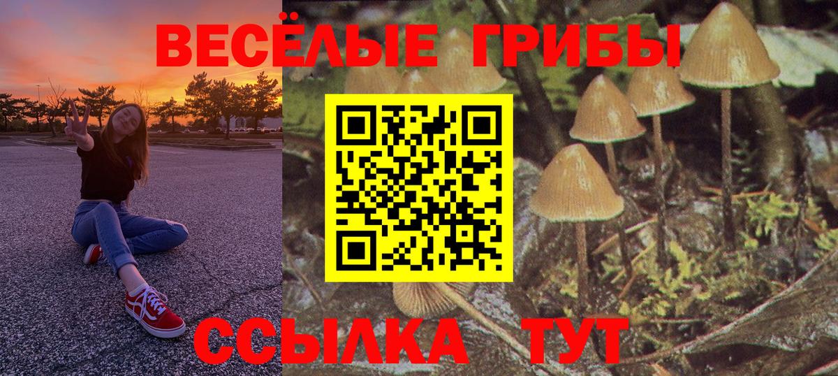 Псилоцибиновые грибы Psilocybine cubensis Бугульма